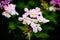 TheÂ common garden verbenaÂ (Glandularia Ã— hybrida, formerlyÂ VerbenaÂ hybrida) is a square-stemmed creeping plant.